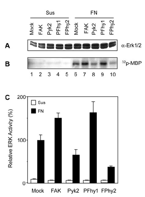 Effects Of Pyk2 Fak Pfhy1 And Fphy2 On Erk Activation In Cell Download Scientific Diagram