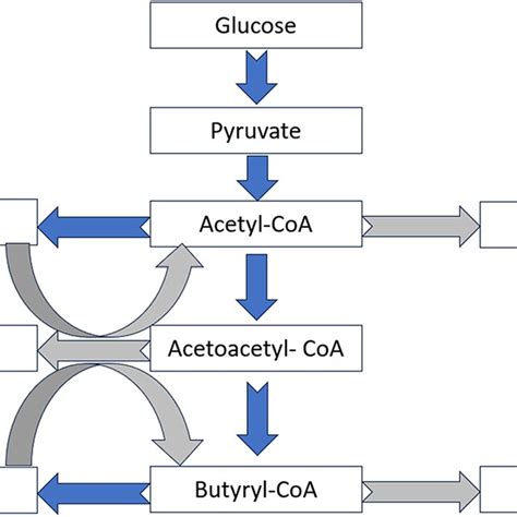 3 Schematic Diagram Of The Metabolic Pathway In ABE Fermentation