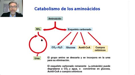 Catabolismo De Las Proteinas