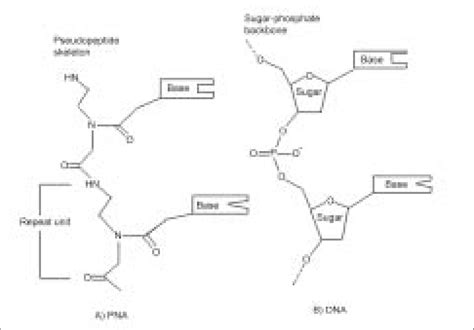 Structural Similarity Between PNA And DNA Oligomers The Molecular