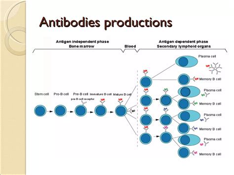 Antibodies Productions | PPT