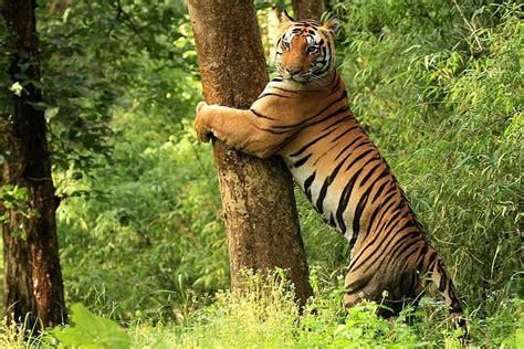 Tiger Safari at Kanha National Park | Mandla, India