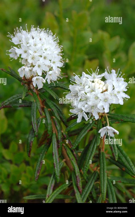 Marsh Labrador Tea Northern Labrador Tea Ledum Palustre Two