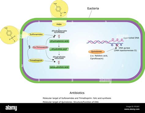 Mechanism Of Antibiotics