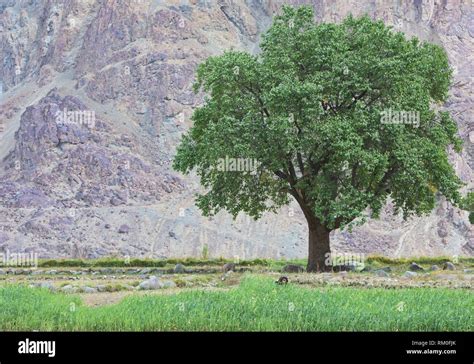 Woman In The Fields In The Balti Village Of Turtuk Nubra Valley