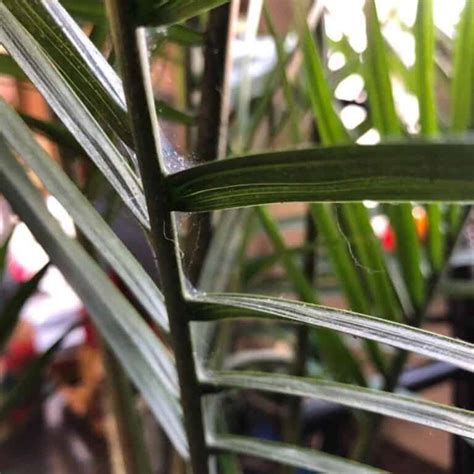 How To Get Rid Of Spider Mites On Palms