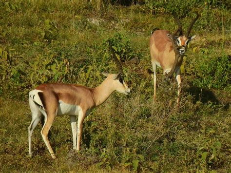 Southern Grant S Gazelle From Ngorongoro Arusha Tanzania On February