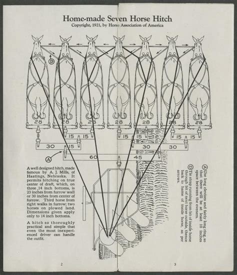 Draft Horse Harness Diagram - General Wiring Diagram