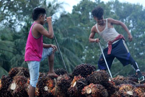 Aturan ISPO Bakal Jadi Perpres Bagaimana Soal Penguatan Standar