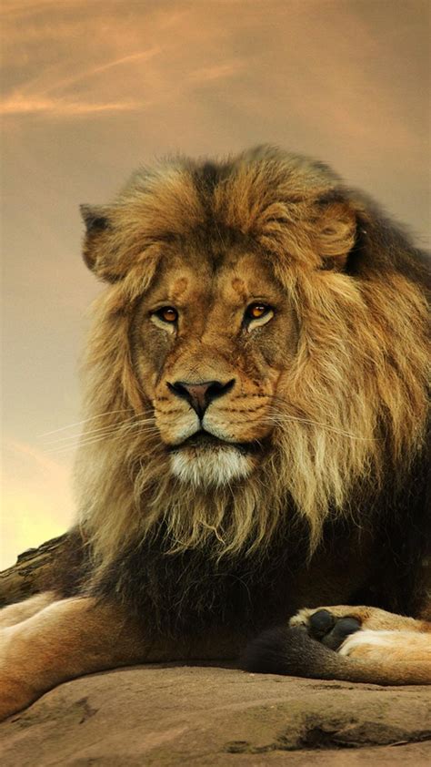 Leão Papel de Parede para Android APK Baixar Lion wallpaper Lions