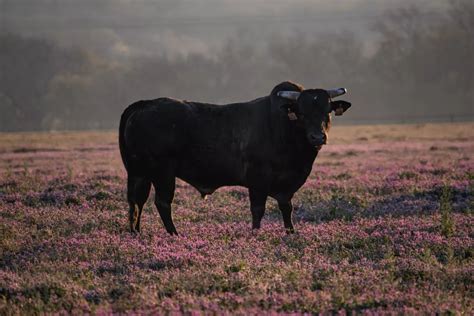 Sognare Toro Significato E Numeri SoloSogni