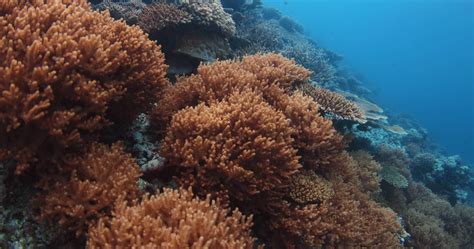 Scenic colorful view of underwater life with coral reefs in blue ocean ...