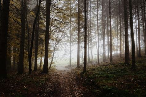 Free picture: fog, mist, tree, wood, landscape, dawn, leaf, nature