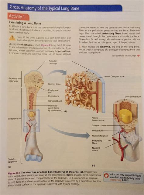 Gross anatomy of the typical long bone | Basic anatomy and physiology ...