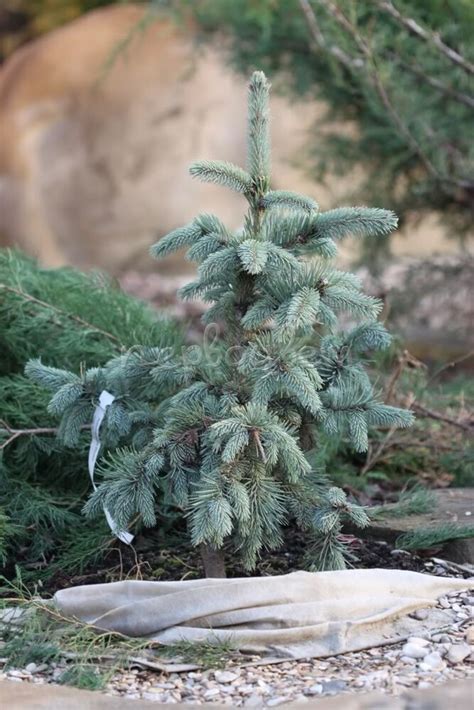 Ель Энгельмана Пендула: купить саженцы Picea engelmannii Pendula в ...