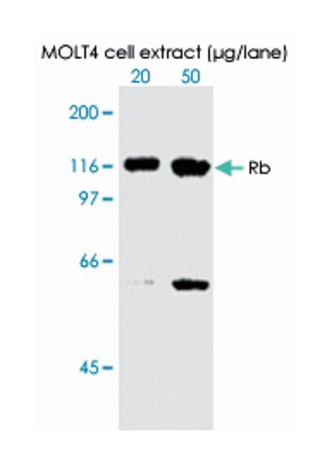 Rb Mouse Clone 3C11 Abnova 100μg Unlabeled Fisher Scientific