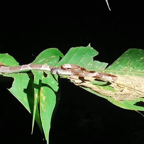 Common Blunt Headed Tree Snake From M8QP RX5 Puntarenas Province