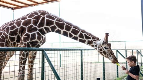 Missouri Animal Encounters Wild Animal Safari