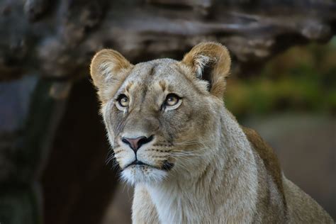 Lioness Roaring · Free Stock Photo