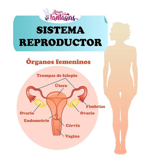 El Sistema Reproductor ® Partes órganos Y Funciones En 2021 Sistema Reproductor Anatomía Del