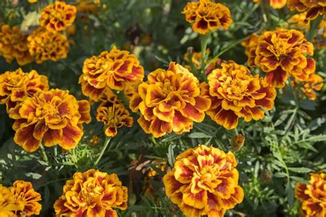 Marigolds What Do Marigolds Keep Away Seriously Flowers