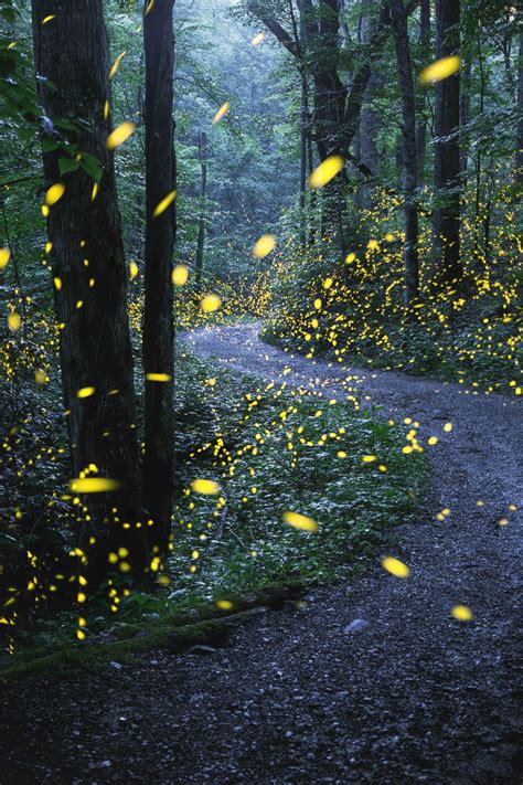 Synchronous Fireflies | Smithsonian Photo Contest | Smithsonian Magazine