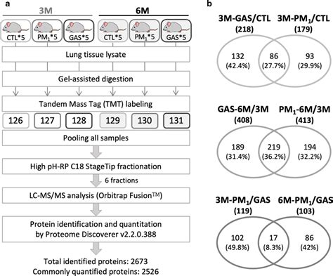 Workflow And Deps In Lung Tissue Proteomics Analysis A Experimental Download Scientific