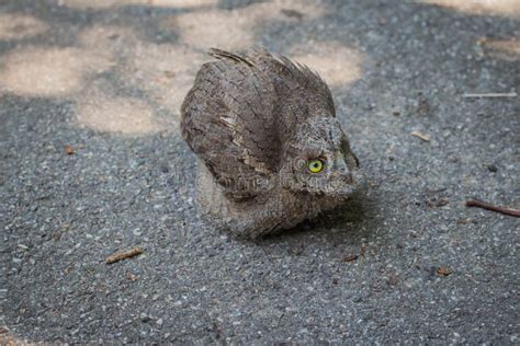 Baby of Common Scops Owl Otus Scops Stock Image - Image of migratory ...