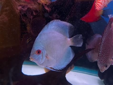 High Bodied Blue Diamond Discus With Deep Blue Gene