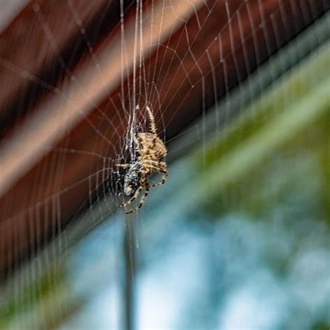 Premium Photo Close Up Of Spider