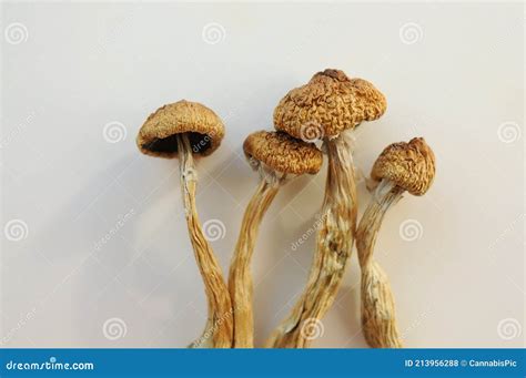 Psilocybe Cubensis Mushrooms Isolated on White Background. Stock Photo ...