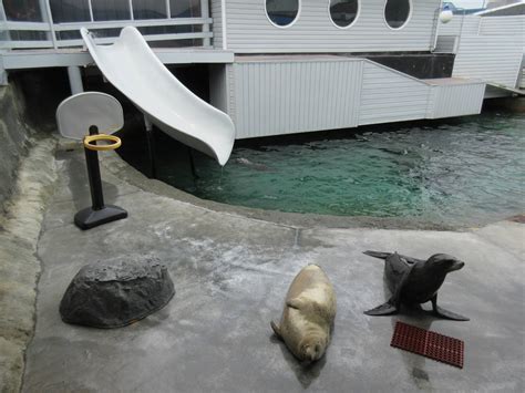 California Sea Lionharbour Seal Exhibit Zoochat