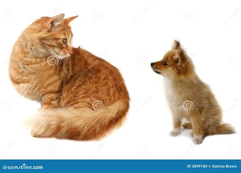 Cat VS Dog Stock Photo - Image: 3899180