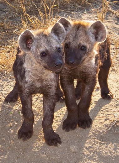 Baby Hyena - Animal Facts Encyclopedia