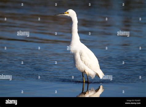 Snowy egret craning his neck Stock Photo - Alamy