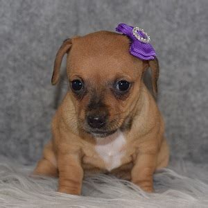 Female Chiweenie Puppy For Sale Mayo | Puppies For Sale in PA