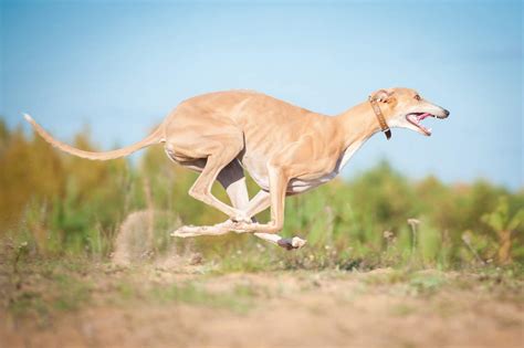 Chien Greyhound Ou L Vrier Anglais