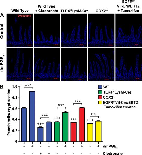 Hyaluronic Acid Promotes Lgr Stem Cell Proliferation And Crypt