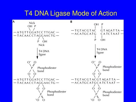 Ppt Recombinant Dna Technology Powerpoint Presentation Id458023