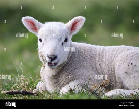 Lamb Eating Grass At Wentworth Gardens Stock Photo Alamy