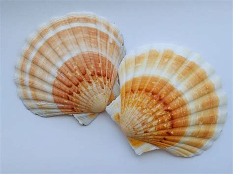 Rare Huge Scallop Shell Multicolor Scallops Genuine Seashells For