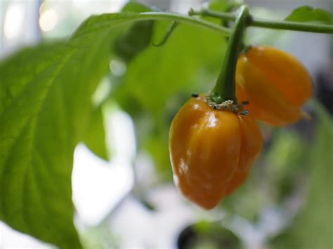 Scotch Bonnet Pepper Fish Eye View My Morning Pictures Wer Flickr