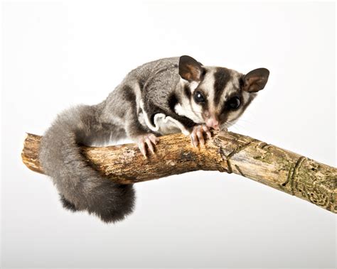 Perbedaan Sugar Glider dan Tupai Terbang Dilengkapi Gambarnya - Chewee ...