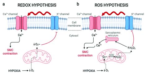 Oxidative Theories On Hypoxic Pulmonary Vasoconstriction A Theory Of