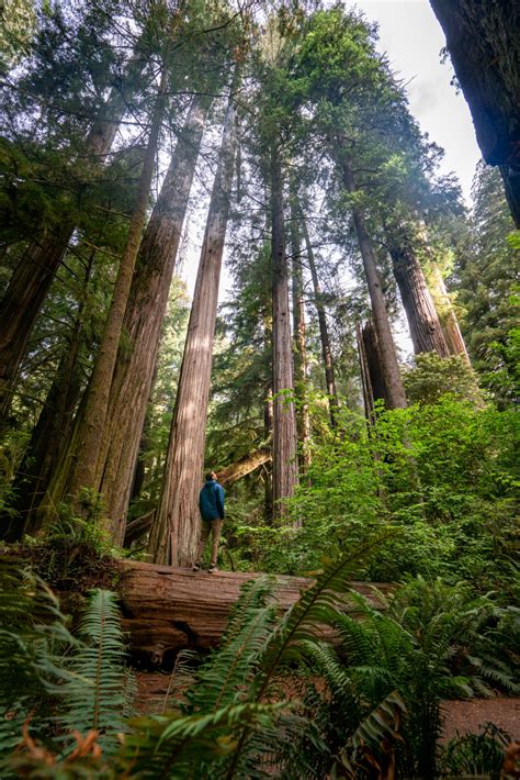 Guide To Redwoods National and State Parks - Somewhere Sierra