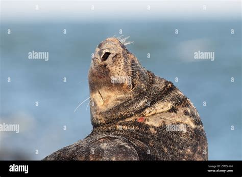 Gray Seal At The Beach Stock Photo Alamy