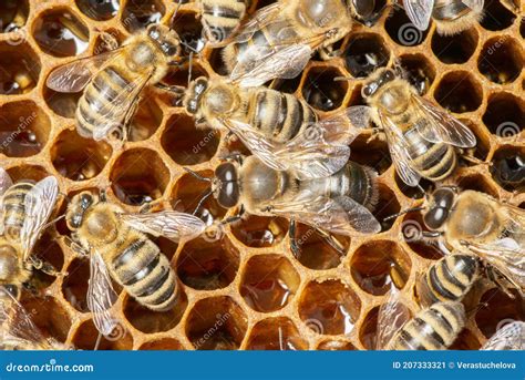 Big Drone Bees Male Honey Bee And Bee Workers Stock Image Image Of