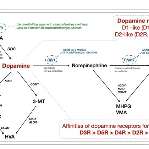 Biosynthesis And Degradation Of Catecholamines Together With Dopamine