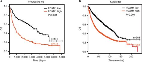 Foxm1 Expression Predicts Poor Prognosis In Nsclc Patients Notes A