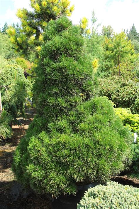 Pinus sylvestris 'Green Penguin' Specimen 2279 | Conifer Kingdom